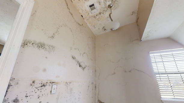 Best Indoor Air Quality Assessment  in Canyonville, OR