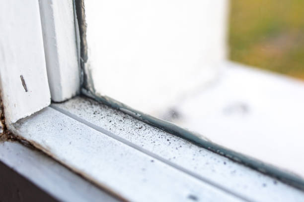 Best Attic Mold Removal  in Canyonville, OR