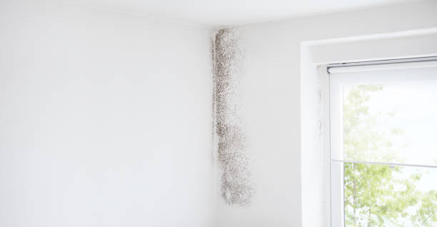 Mold Remediation for Rental Properties in Canyonville, OR