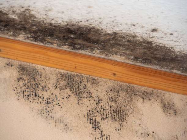 Best Real Estate Mold Inspection  in Canyonville, OR
