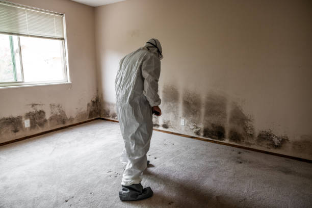 Best Industrial Mold Remediation  in Canyonville, OR